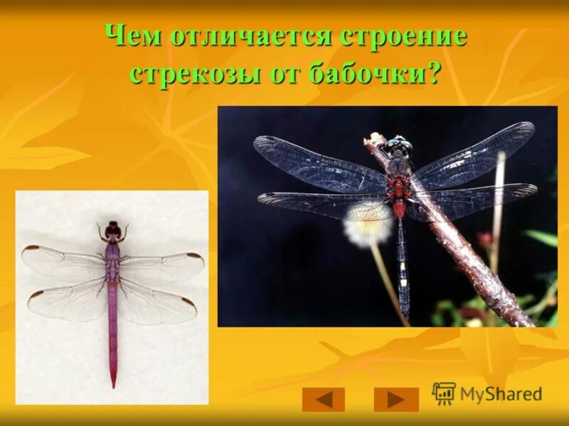 какая масса стрекозы. строение стрекозы. стрекоза порхающая. строение стрекозы.