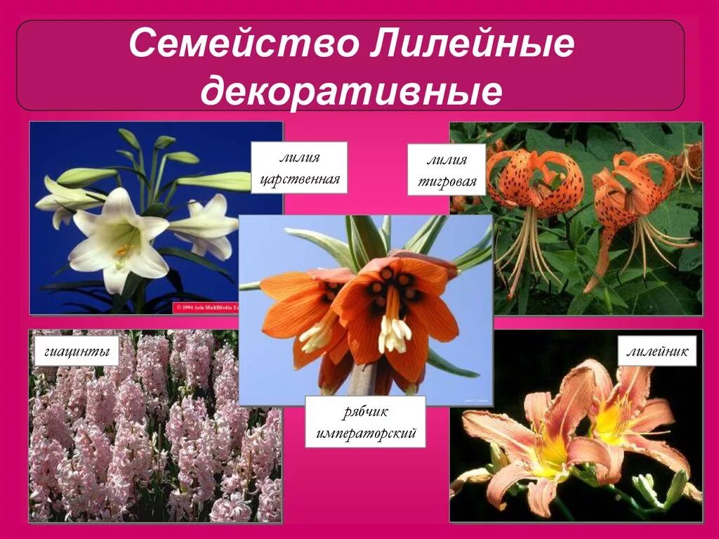 К какому классу относится лилия. Лилейные медоносы. Семейство лилейные соцветие. Комнатные растения семейства лилейных. Порядок лилиецветные семейство лилейные.