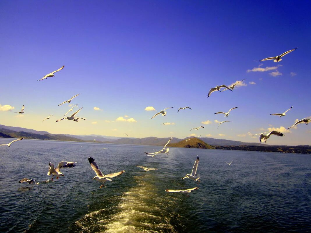 Море, Чайки. Чайки над морем. Море Чайки солнце корабль. Чайки за кормой.