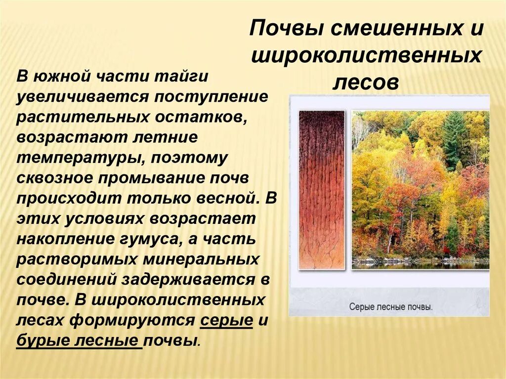 Типы почв характерны для смешанных лесов. Широколиственные леса почвы в России. Почва лиственных лесов. Почвы смешанных и широколиственных лесов. Смешанные и широколиственные леса почва.