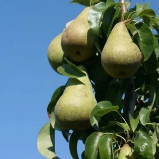 Груша медовая описание и фото