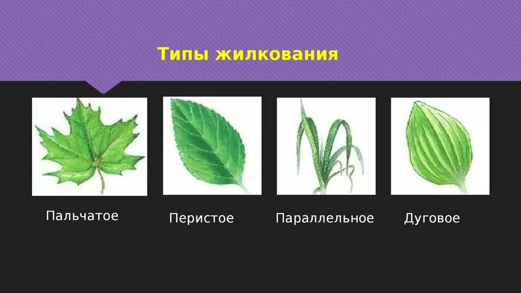 Жилкование сетчатое дуговое параллельное. Перистое и пальчатое жилкование. Пальчатое жилкование листьев. Жилкование листа пальчатое перистое параллельное. Перистое и пальчатое жилкование листьев.