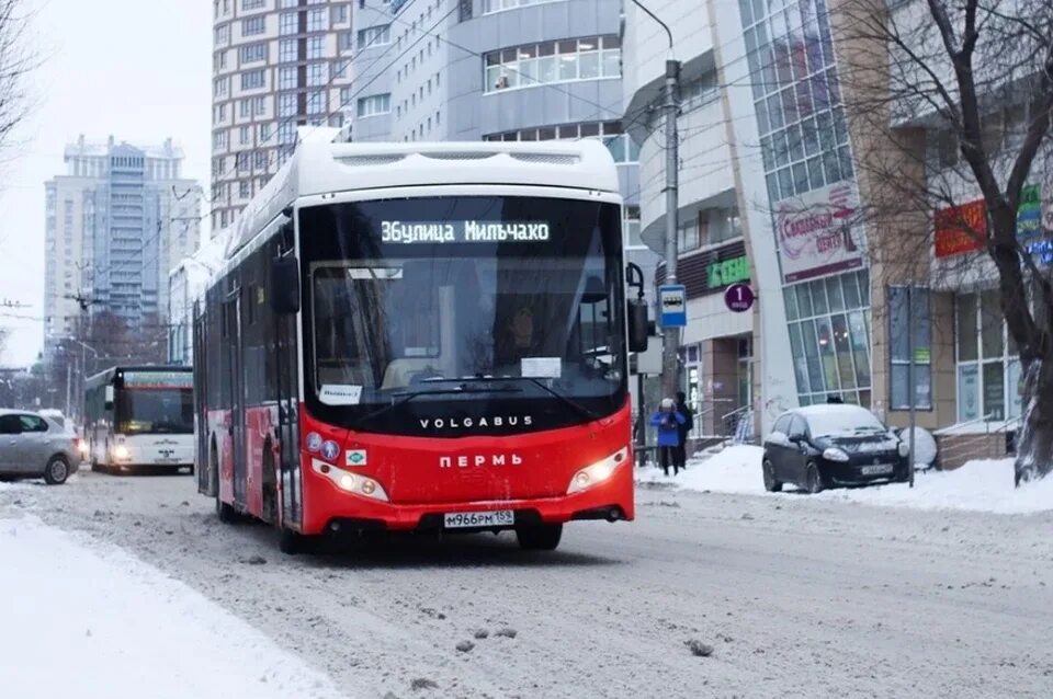 Пермские автобусы. Новый транспорт в Перми. Новые автобусы в Перми. Новый общественный транспорт Перми.