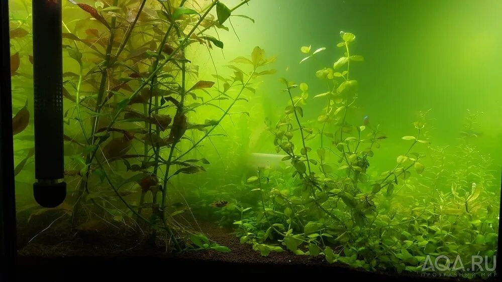 Почему в аквариуме мутнеет вода с рыбками. Мутная вода в аквариуме. мутный аквариум. аквариум с мутной и чистой водой. вода в аквариуме немного помутнела.