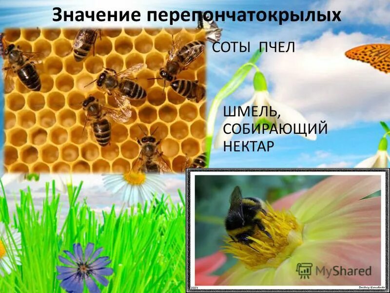 Перепончатокрылые значение в природе. Среда обитания пчел. значение в природе перепончатокрылых насекомых. значение перепончатокрылых в природе. перепончатокрылые среда обитания.