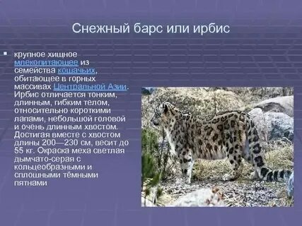 Семейство кошачьих из красной книги