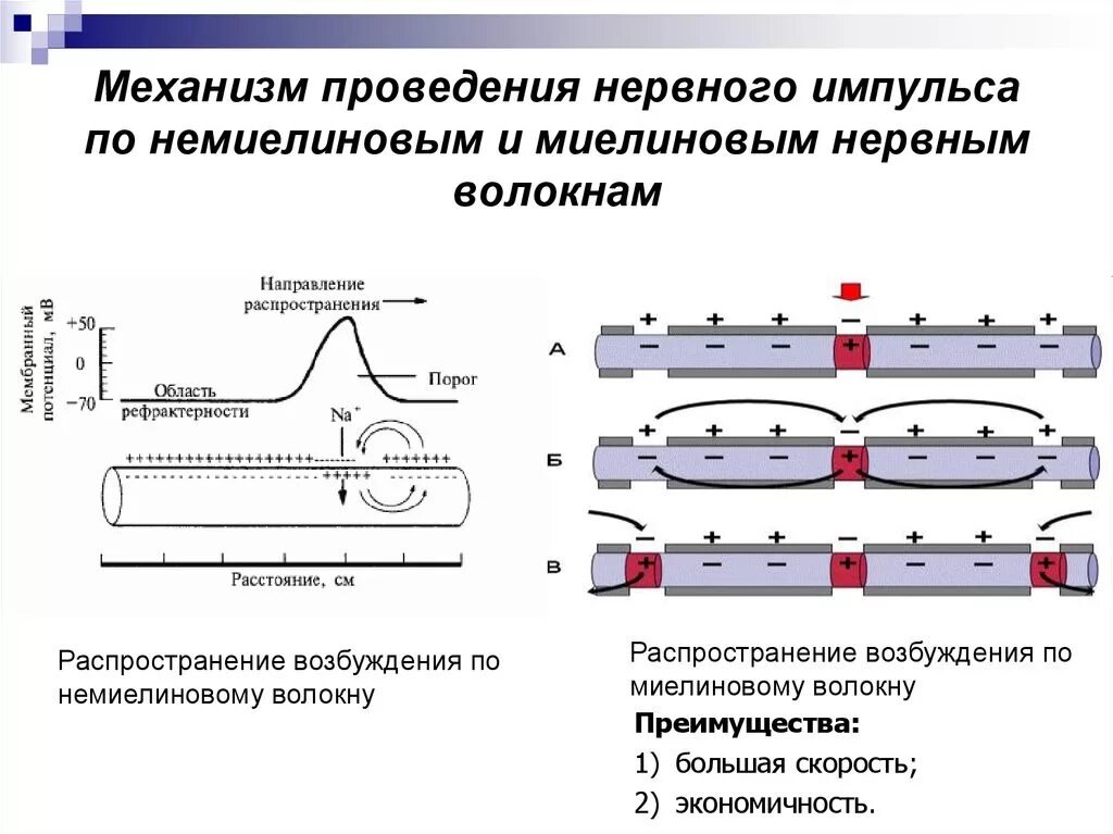 Этапы прохождения импульса. Механизм распространения нервного импульса по миелиновым волокнам. Механизм проведения импульсов по нервному волокну. Механизмы передачи возбуждения по миелиновому волокну. Механизм распространения нервного импульса по нервному волокну.