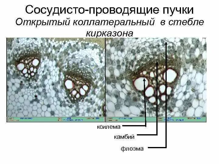 Отсутствие камбия в проводящих пучках. Отсутствие камбия в проводящих пучках