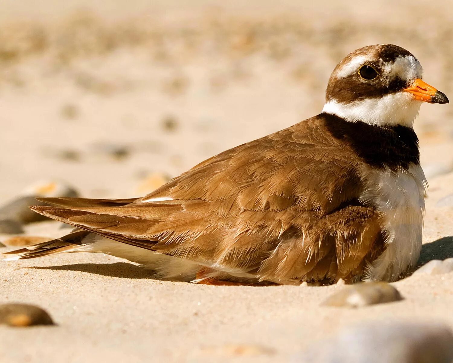 Галстучник. Зуек галстучник. Кулик зуек галстучник. Charadrius hiaticula. Галстучник самка.