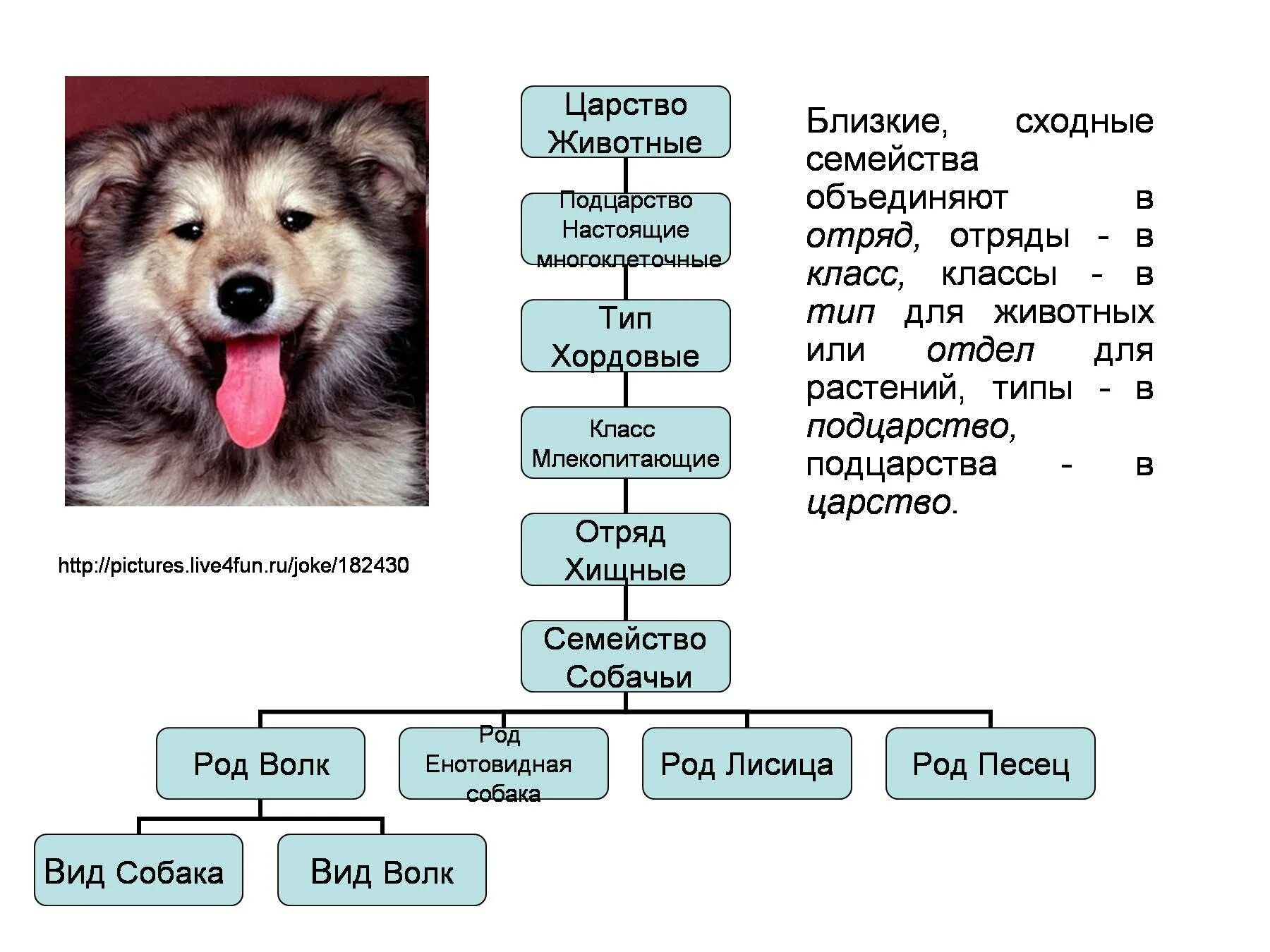 Царство животных Тип класс отряд семейство род вид. Собака царство Тип класс отряд семейство род вид. Классификация собак Тип,отряд,класс,семейство, род. Классификация Тип класс отряд род семейство пример.