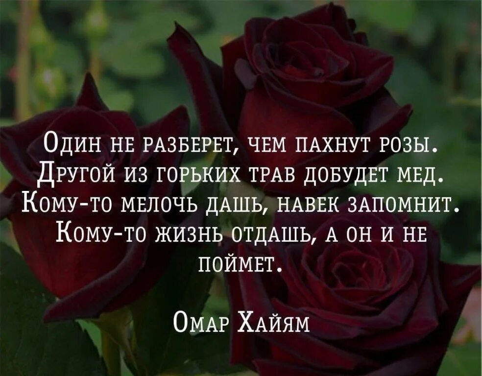 Жизнь отдай не поймет. Один не разберет чем пахнут розы. Высказывания о розах. Фразы про розы. Цитаты про розы.