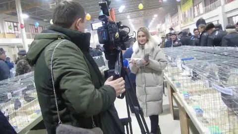 Выставки голубей в 2024 году в воронеже