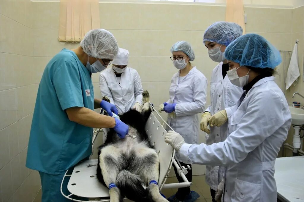 сха ветеринарный факультет. бгсха ветеринарный факультет. дгту факультет ветеринарии. академия скрябина ветеринарный факультет. виварий академия скрябина.