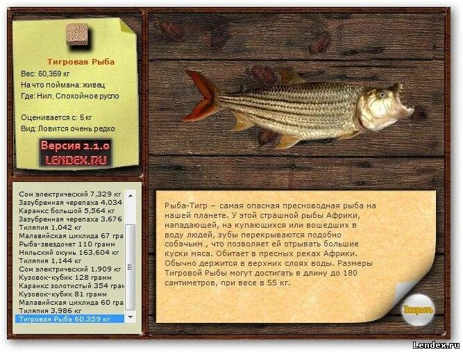 тигр рыба мужчина характеристика. мужчина рыба тигр. большая тигровая рыба. магические животные. морской тигр рыба.