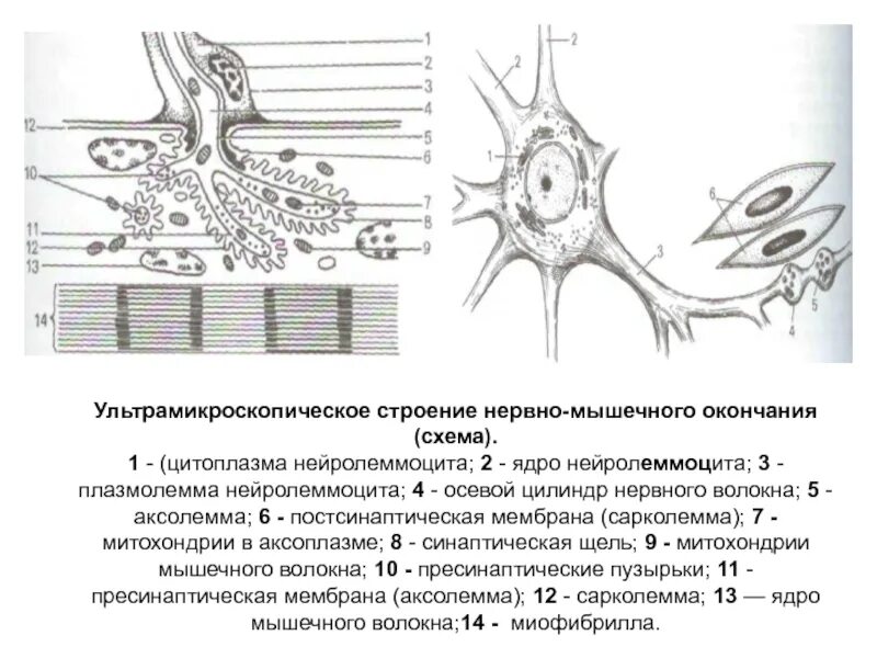 Мышечная ткань ядра. Исчерченность поперечно полосатой мышечной ткани. Местоположение поперечно полосатой сердечной мышечной ткани. Мышечная ткань ядра. Гладкая мышечная ткань гистология.