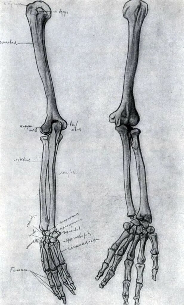 Лучевая и плечевая кость анатомия. Плечевая кость и локтевая кость. Кисть руки локтевая кость. Локтевая кость скелет анатомия.