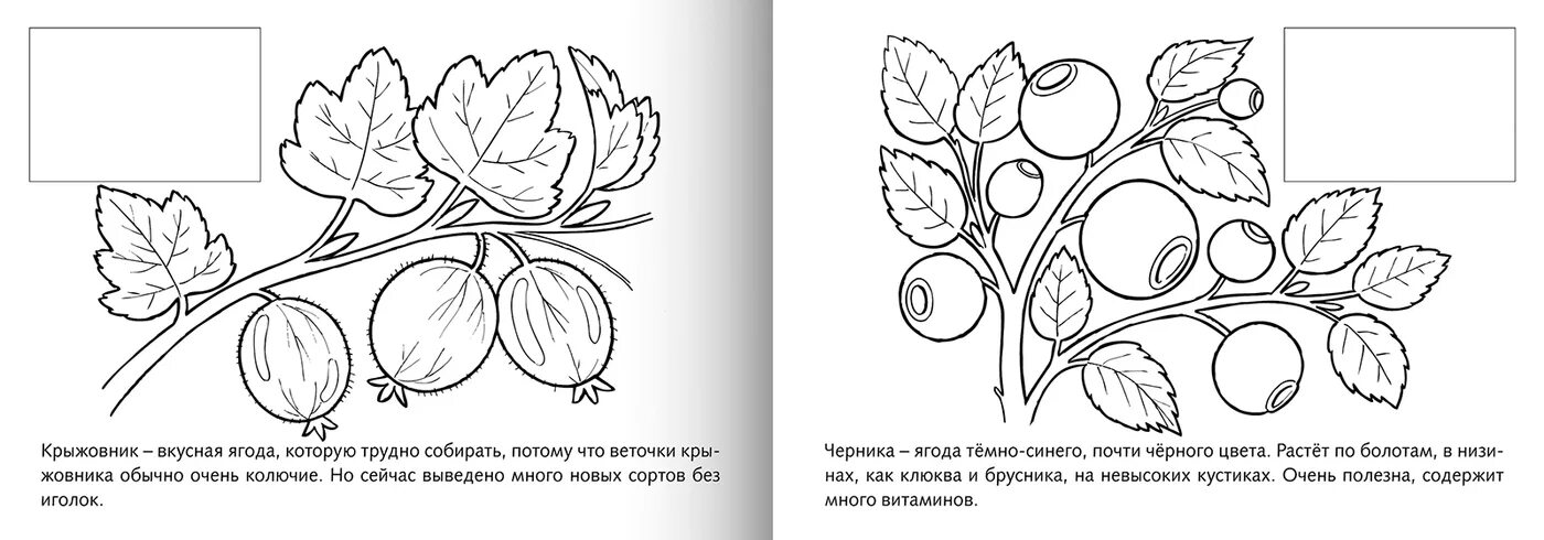 Ягодные кустарники задание для детей. Крыжовник раскраска. Крыжовник картинка для детей раскраска. Крыжовник кустарник раскраска для детей. Крыжовник цифра 2