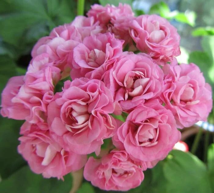 Пеларгония пинк розебуд фото. Australian pink rosebud пеларгония. Пеларгония австралиан пинк. Герань swanland pink. Герань австралиан пинк.