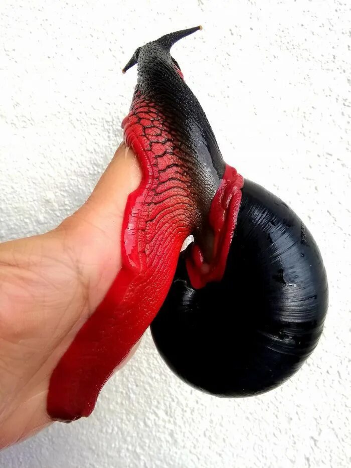 Улитка дракула. Малазийская огненная улитка. Platymma tweediei улитка. Улитка rhinocochlis nasuta. Малайзийская огненная хемиплекта.