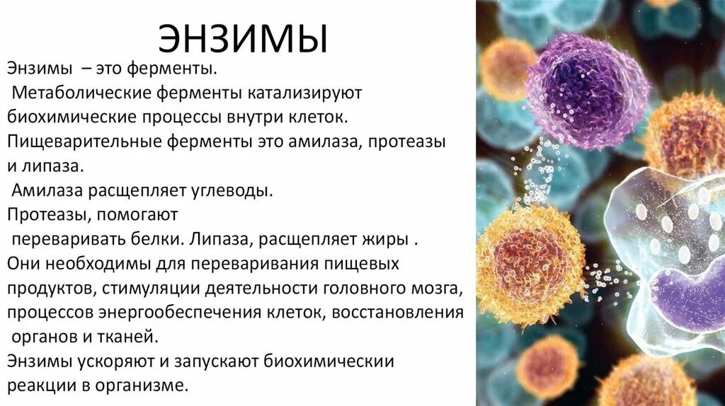 Ферменты энзимы. Метаболические ферменты. Фермент энзим. Пищеварительные и метаболические ферменты. Пищеварительные ферменты содержатся