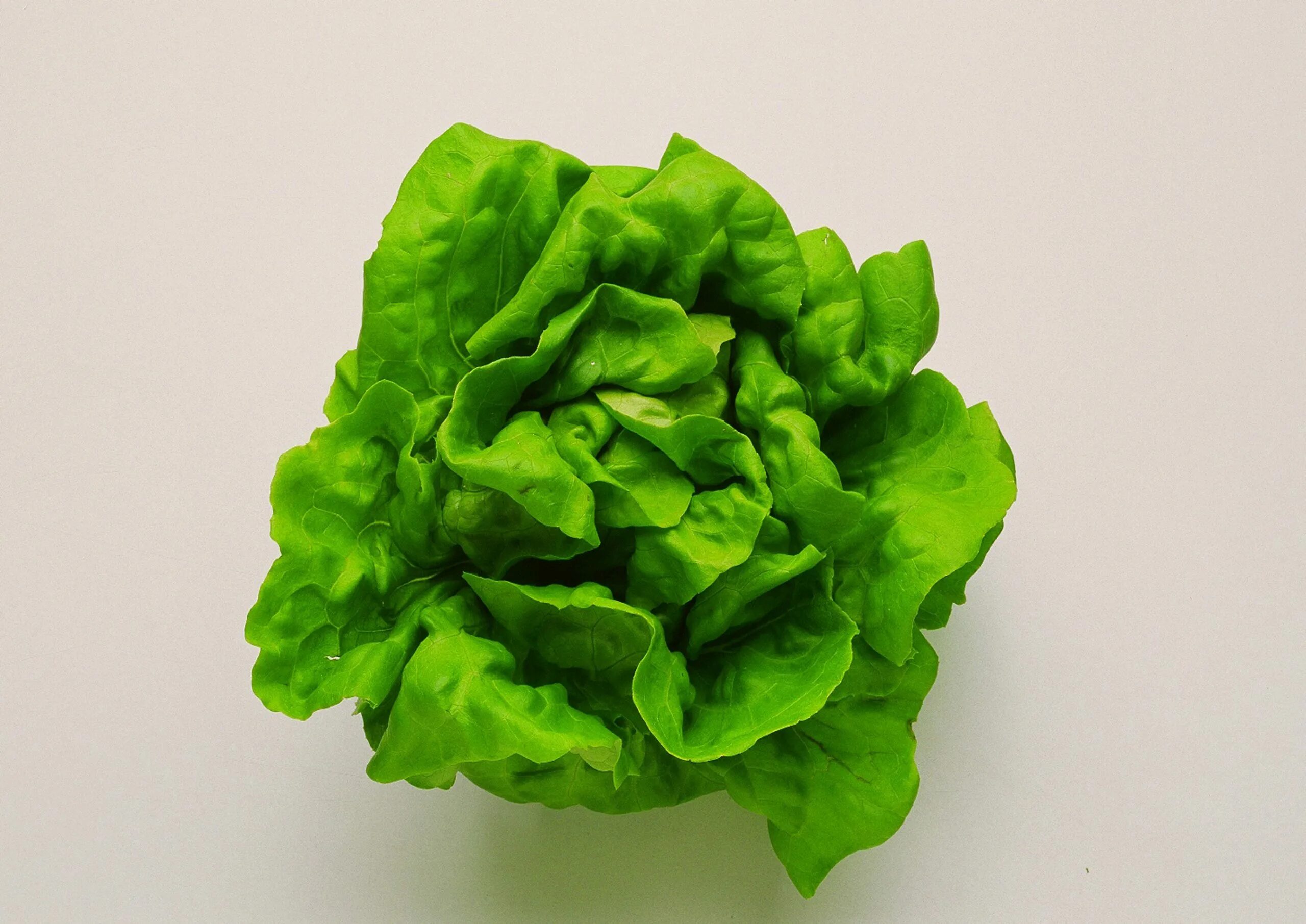 Салат саланова. Салат Баттерхед. Модификатор lettuce. Lettuce Cloth. Lettuce Lilach f1.