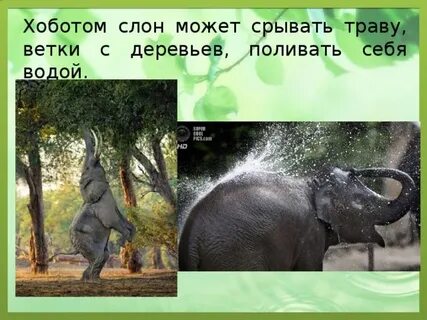 Возникновение хобота у слона можно объяснить