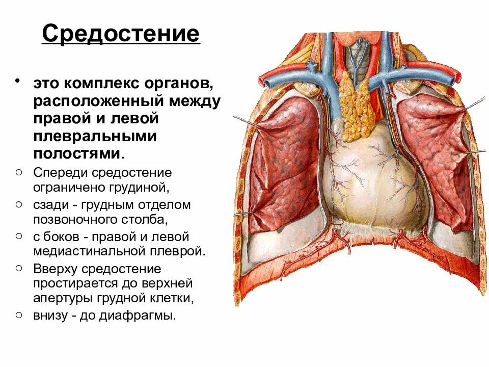 Органы плевральной полости. Средостение это комплекс органов. Топография средостения топографическая анатомия. Плевра и средостение анатомия. Легкие средостение.