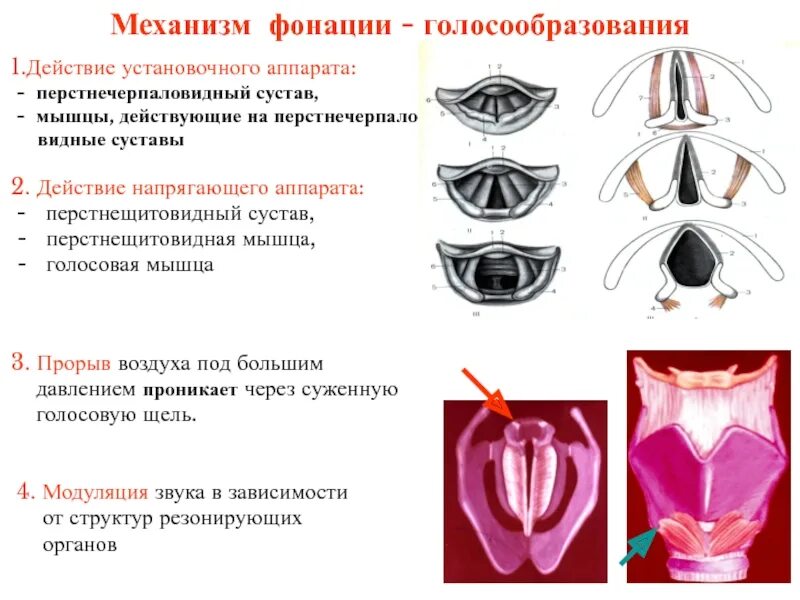 Механизм голосообразования кратко анатомия. Процесс голосообразования схема. Голосовые связки при фонации схема. Анатомические процессы механизм голосообразования.