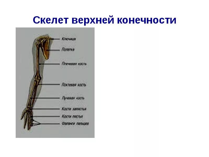 Скелет верхней конечности рисунки. Опорно двигательная система скелет верхней конечности. Пояс верхних конечностей схема. Отделы скелета верхней конечности. Функции скелета верхних конечностей.