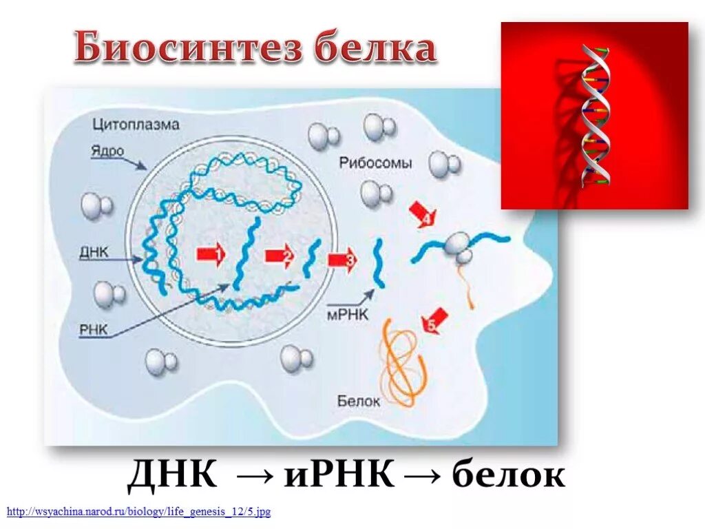 Синтез белка 9 класс биология. Биосинтез белков в живой клетке.