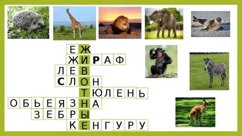 Тропический лес 6 букв сканворд