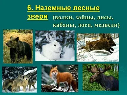 Животные леса признаки