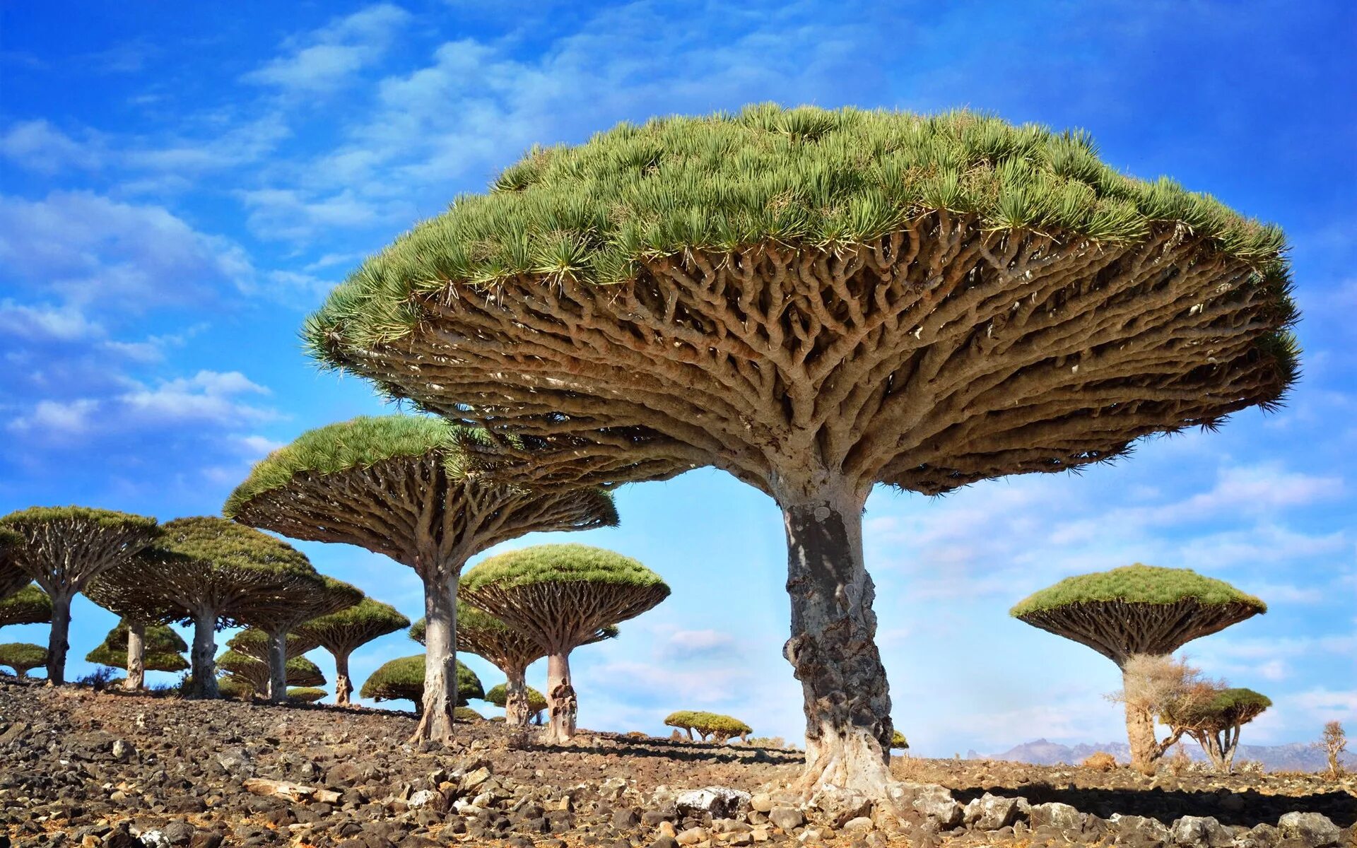 Природные формы дерева. Драконовые деревья на острове Сокотра. Драцены киноварно-красные, остров Сокотра, Йемен. Остров Сокотра Йемен.