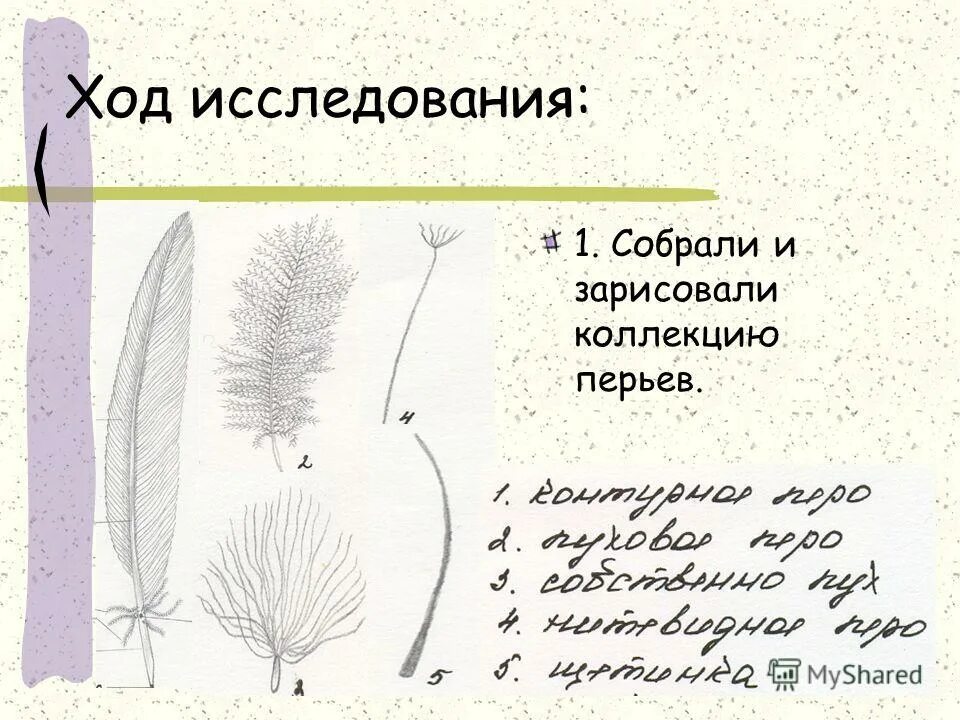 Естественный процесс смены шерстного и перьевого покрова. Перьевой Покров птиц. Птицы перьевой Покров презентация. Внешнее строение и перьевой Покров птиц. Перьевой Покров птиц картинка.