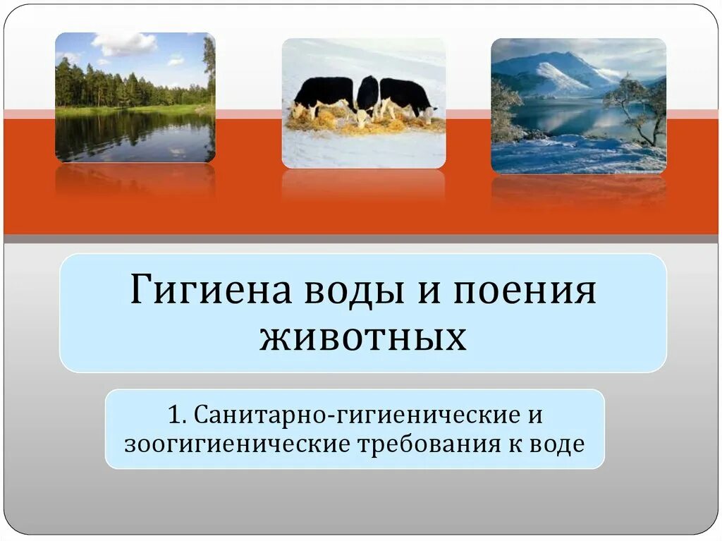 Гигиена воды и водоснабжения. Гигиена водоснабжения и поения сельскохозяйственных животных. Гигиена водоснабжения животных это. Гигиена поения телят. Санитарно-гигиенические требования к воде и поению животных.