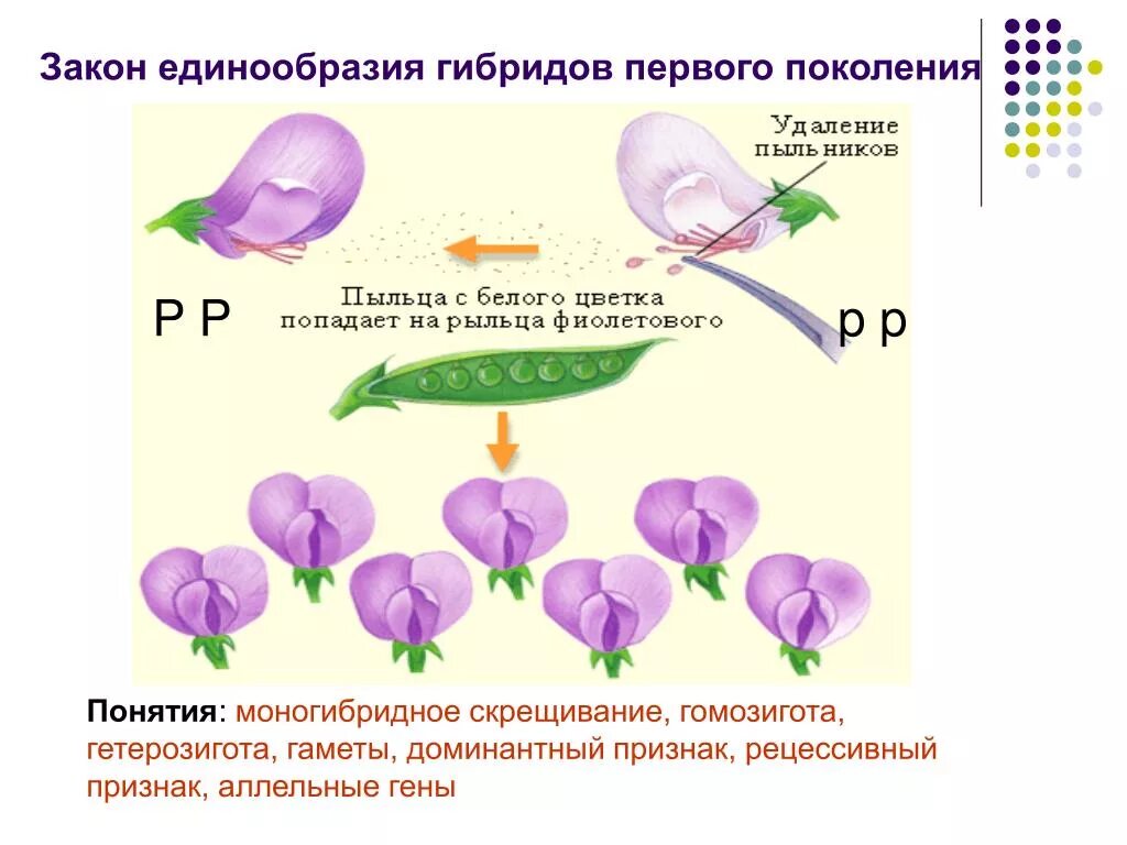 Закон единообразия 1 закон Менделя. 1 Закон единообразия гибридов первого поколения. Единообразие гибридов 1 поколения Мендель. Закон единообразия первого поколения. Моногибридное скрещивание чистых линий