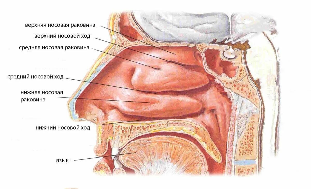 Анатомия полости носа нижние носовые раковины. Носовая полость анатомия средняя раковина. Конхотомия нижних носовых раковин. Ультразвуковая дезинтеграция нижних носовых раковин. Ostium pharyngeum tubae auditivae