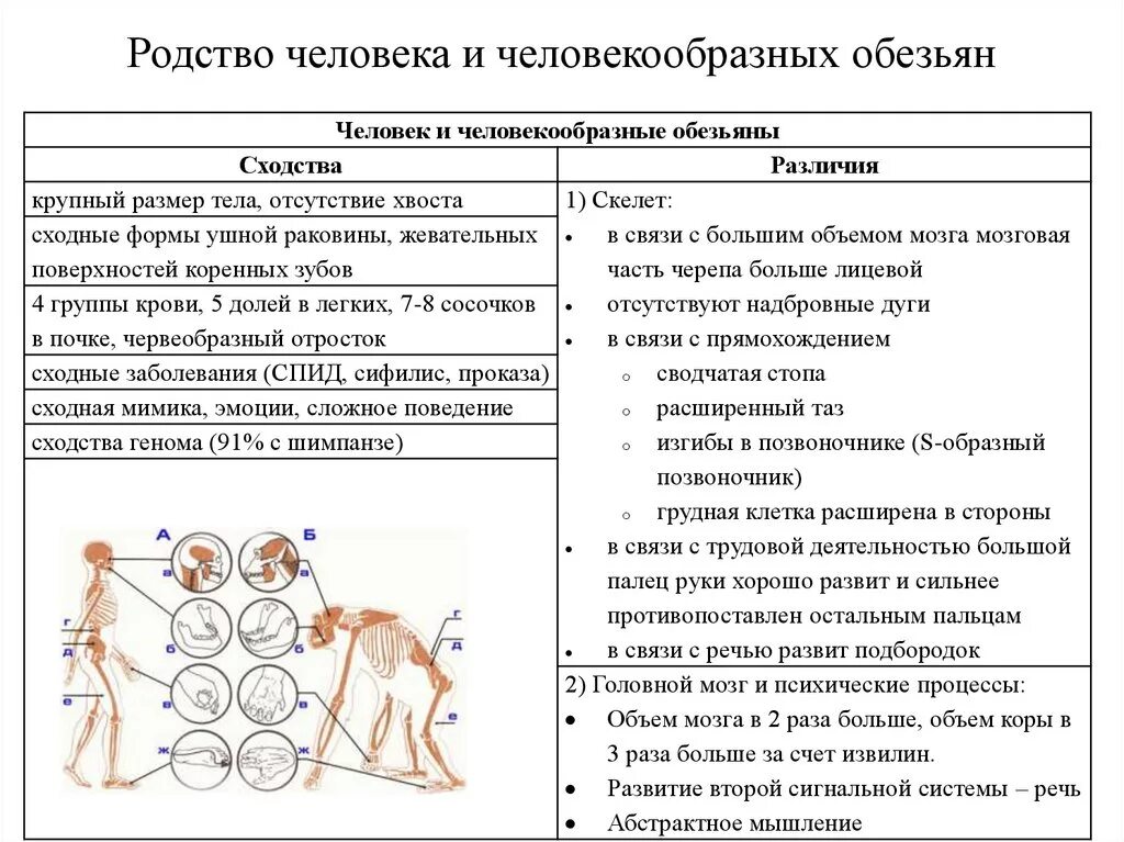 Признаки отличающие строение. Отличие человека от человекоподобных обезьян таблица. Сходства и различия человека и человекообразных обезьян таблица. Строение человека и обезьяны сходство и различие. Человек и обезьяна сходства и различия.