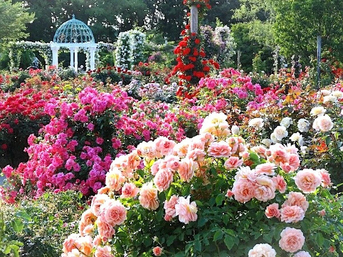 Лучшие розы для сада. Сад роз Keisei. Розарий партер. Розарий Петергофа.