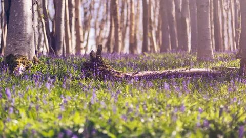 Spring has begun
