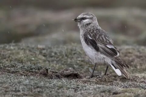 Colder birds