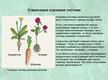 Цветы с стержневой корневой системой