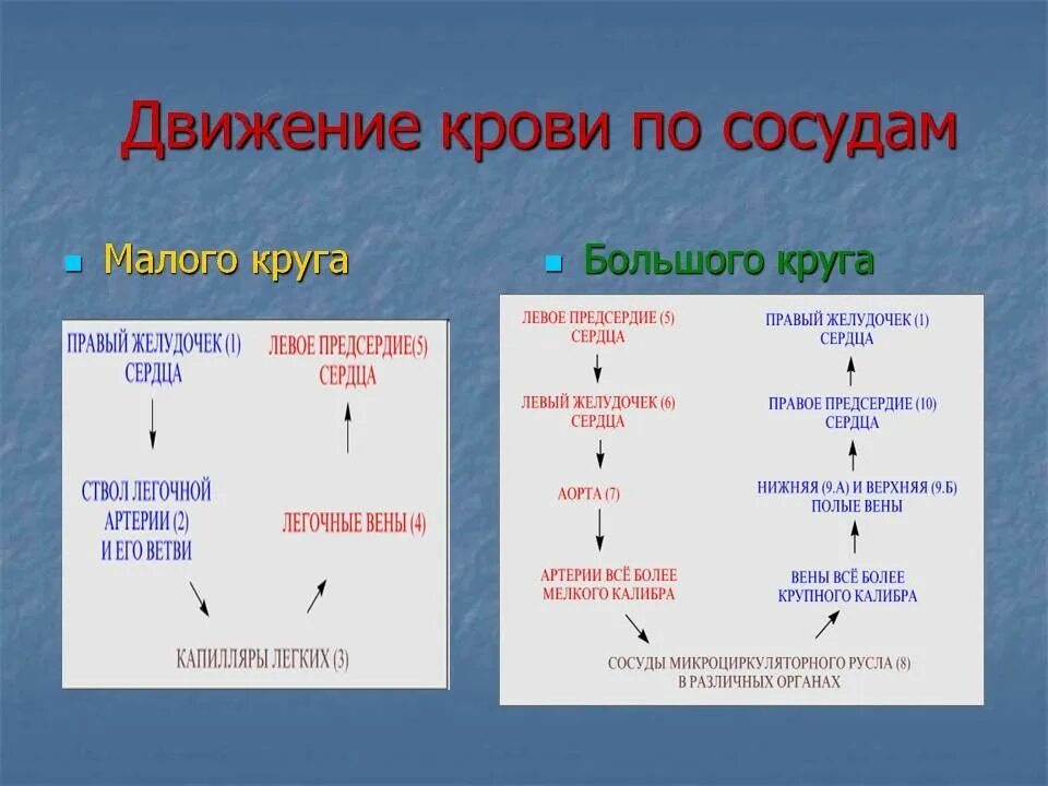 Движение крови по сосудам. Движение крови по сосудам схема. Движеникрови по сосудам. Механизм движения крови по сосудам. Направление крови в венах