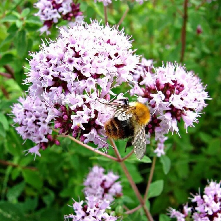 Душица обыкновенная (орегано). Душица обыкновенная origanum vulgare l. Душица обыкновенная. Душица – материнка - орегано. Душица обыкновенная.