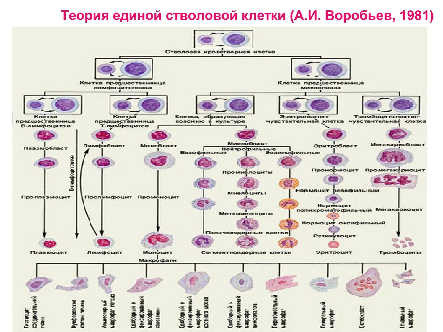 Обеспечивает кроветворение. Постэмбриональный гемопоэз схема кроветворения. Схема постэмбрионального гемопоэза. Схема кроветворения гистология. Современная схема кроветворения эритропоэз.