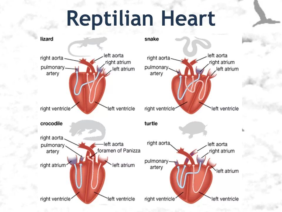 Камеры сердца у рептилий. Сердце змеи строение. Строение сердца. Сердце крокодила строение. Строение сердца рептилий.