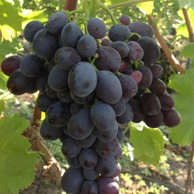 Сорт винограда подарок несветая. Сорт винограда заря несветая. Виноград несвятая описание сорта. Виноград подарок несветая форум. Заря несвятая сорт винограда.