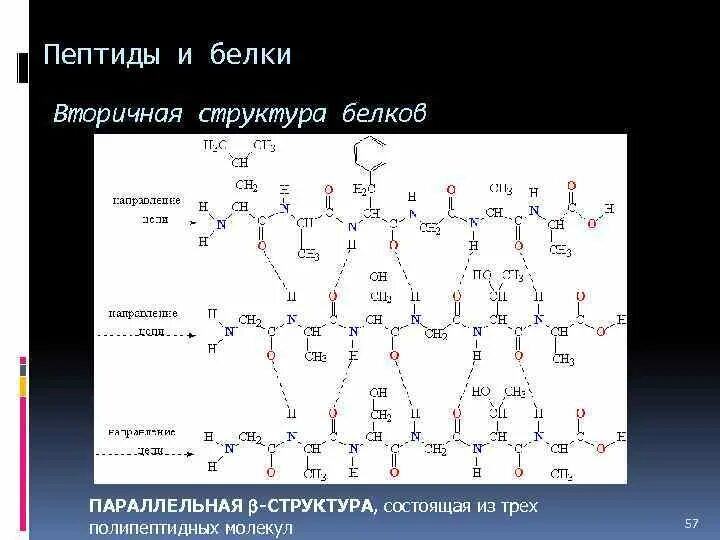 Белок имеющий одну полипептидную цепь. Белок имеющий одну полипептидную цепь