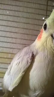Свист для попугая кореллы