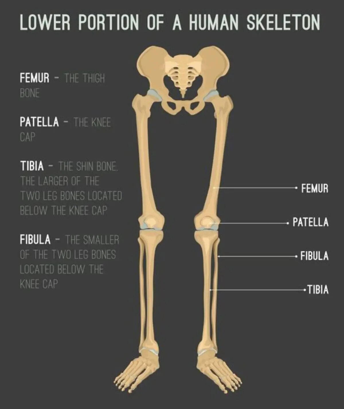 Кости ноги. Кости человеческой ноги. Скелет ноги человека. Скелет человека нога кости. Скелет человека бедро